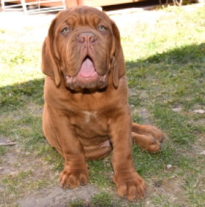 Dogue de Bordeaux puppy for sale