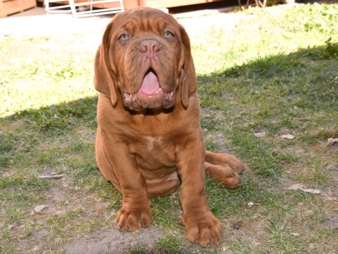 Perros Dogo de Burdeos en venta