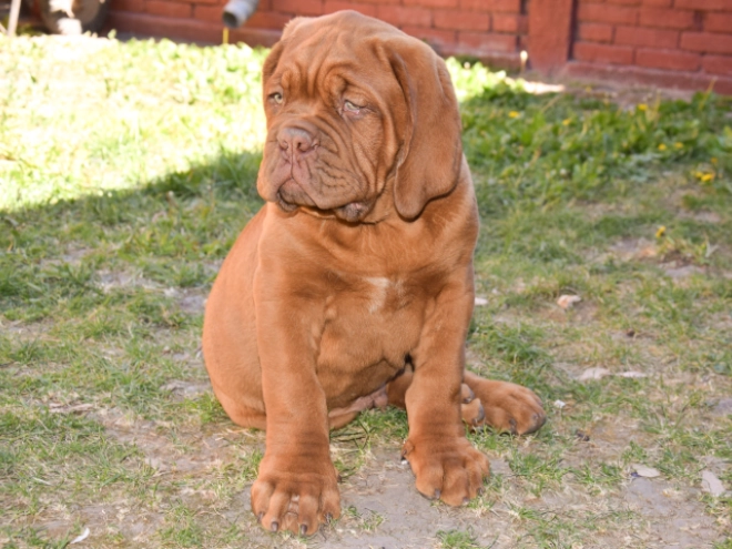 Perros Dogo de Burdeos en venta