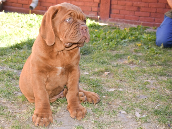 Perros Dogo de Burdeos en venta