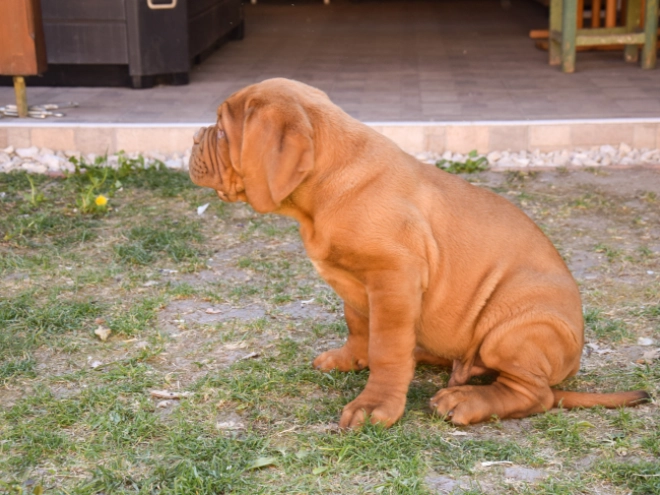 Perros Dogo de Burdeos en venta