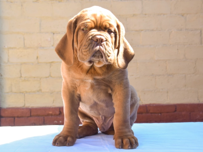 Perros Dogo de Burdeos en venta