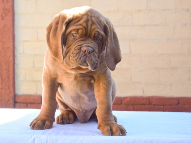 Perros Dogo de Burdeos en venta