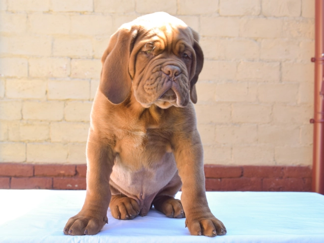 Perros Dogo de Burdeos en venta