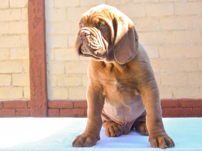 Perros Dogo de Burdeos en venta