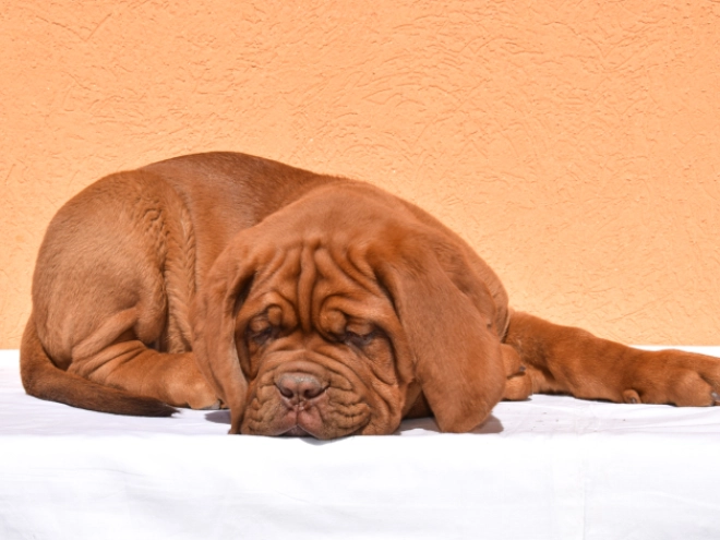 Perros Dogo de Burdeos en venta