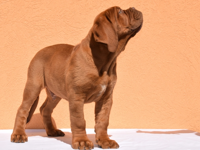 Perros Dogo de Burdeos en venta