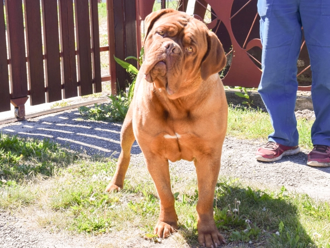 Perros Dogo de Burdeos en venta