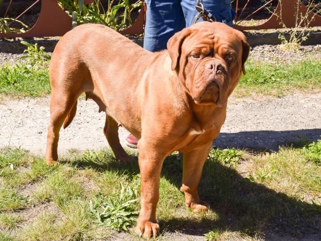 Perros Dogo de Burdeos en venta