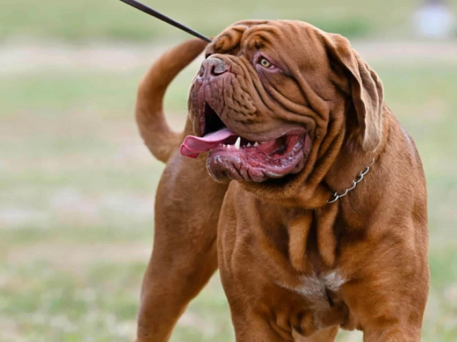 Perros Dogo de Burdeos en venta