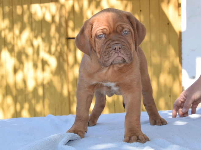 Perros Dogo de Burdeos en venta