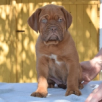 Brigitte Bardot, red Dogo de Burdeos en venta