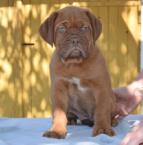 Perros Dogo de Burdeos en venta