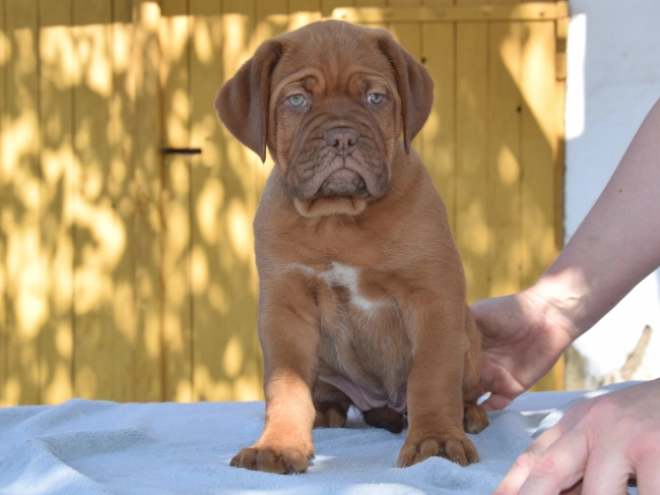 Perros Dogo de Burdeos en venta