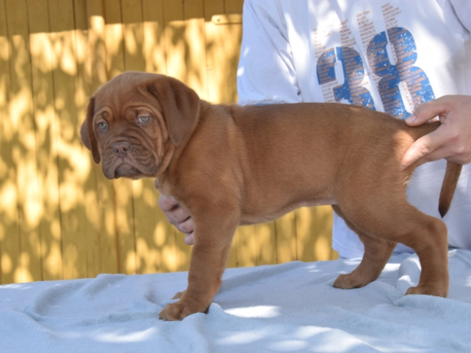 Perros Dogo de Burdeos en venta
