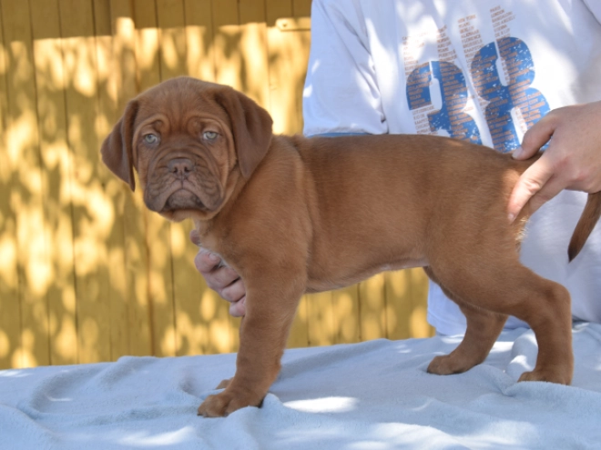 Perros Dogo de Burdeos en venta