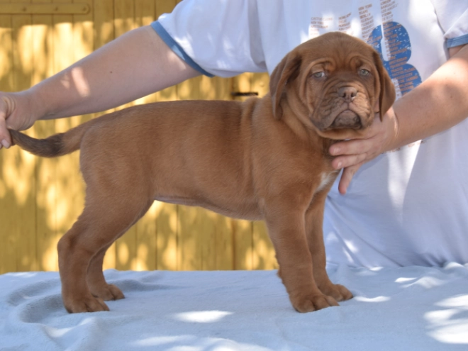 Perros Dogo de Burdeos en venta