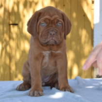 Red Sonja, red Dogo de Burdeos en venta