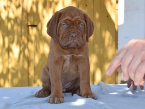 Dogue de Bordeaux puppy for sale