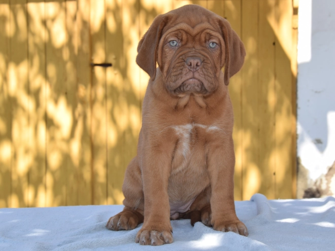 Dogue de Bordeaux Welpe kaufen