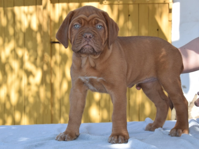 Dogue de Bordeaux Welpe kaufen