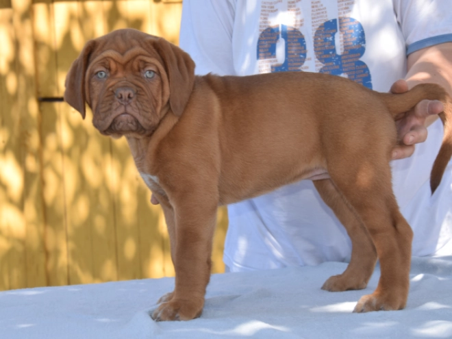 Dogue de Bordeaux Welpe kaufen