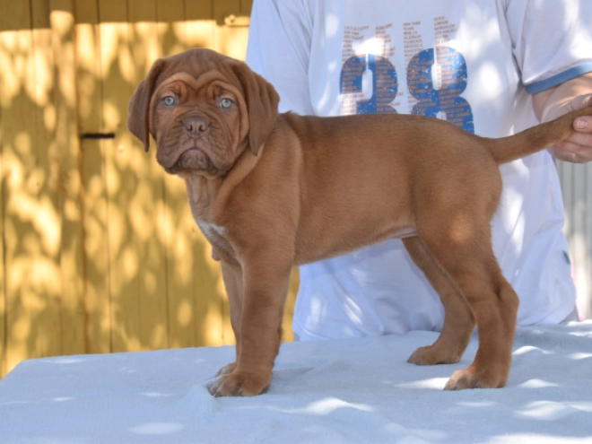 Dogue de Bordeaux Welpe kaufen