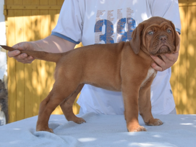 Dogue de Bordeaux Welpe kaufen