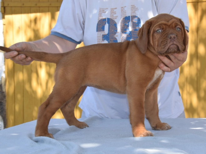 Dogue de Bordeaux Welpe kaufen