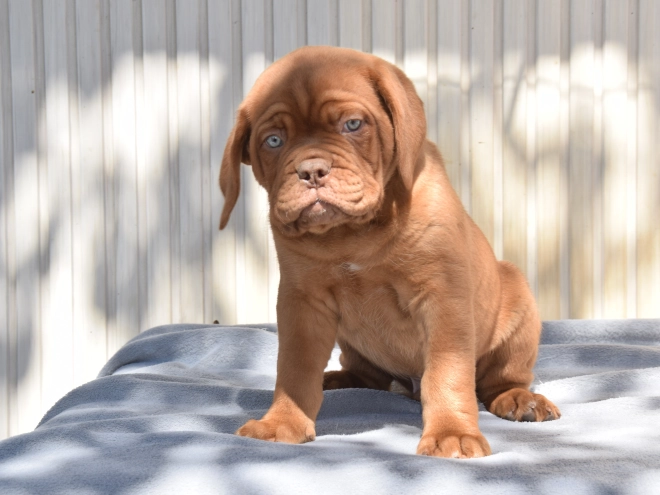 Perros Dogo de Burdeos en venta