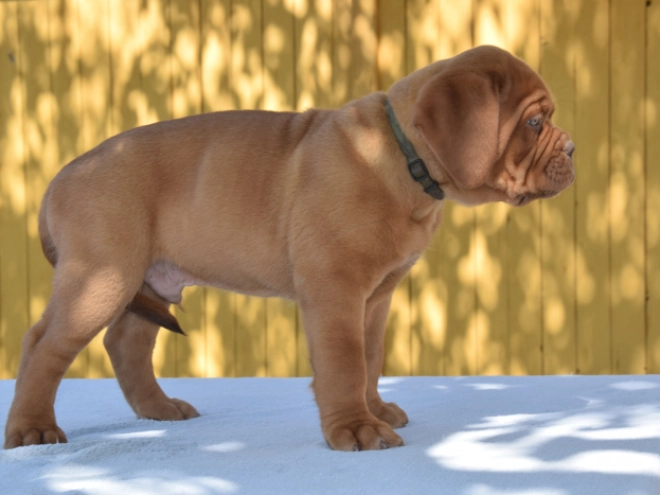 Perros Dogo de Burdeos en venta