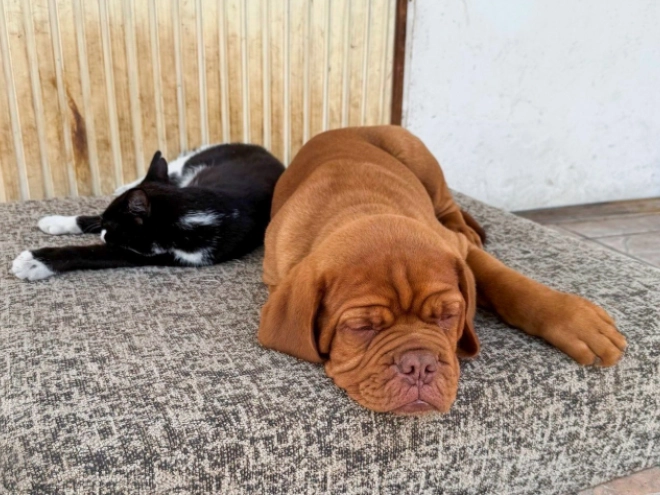 Perros Dogo de Burdeos en venta