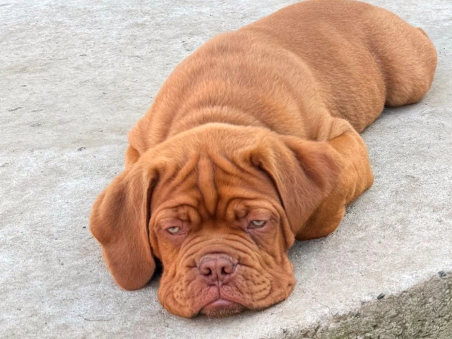 Perros Dogo de Burdeos en venta