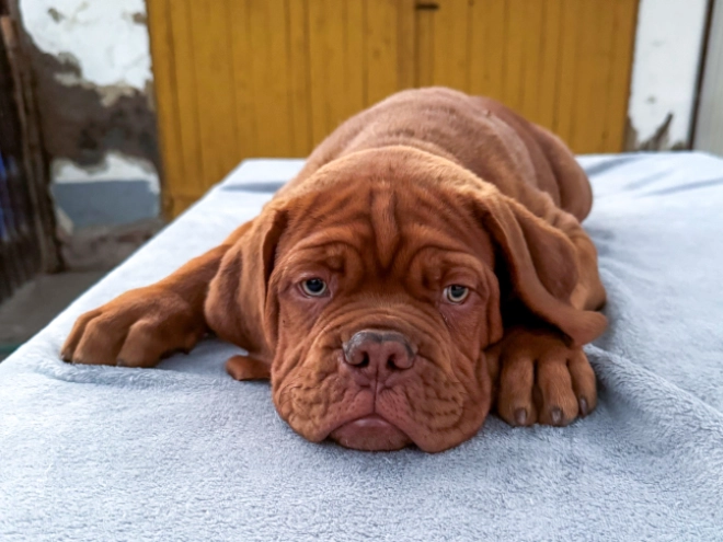Perros Dogo de Burdeos en venta