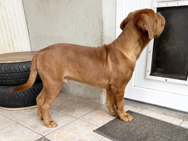 Perros Dogo de Burdeos en venta