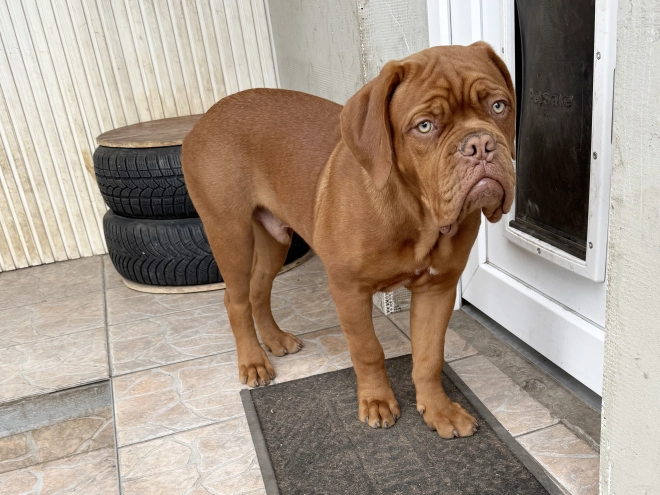 Perros Dogo de Burdeos en venta