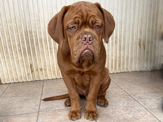 Perros Dogo de Burdeos en venta