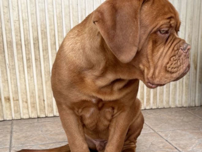 Perros Dogo de Burdeos en venta