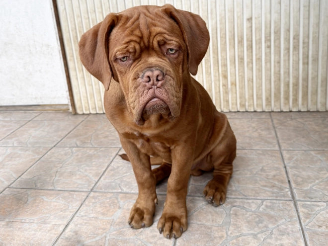 Perros Dogo de Burdeos en venta