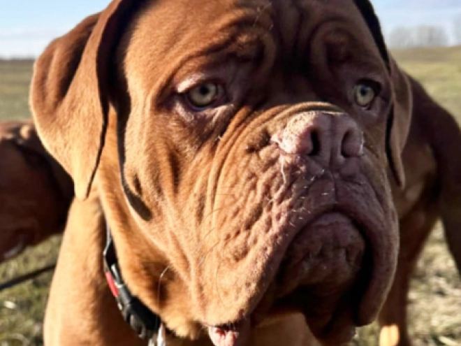Perros Dogo de Burdeos en venta