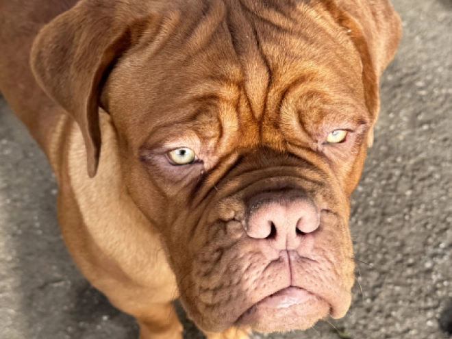 Perros Dogo de Burdeos en venta