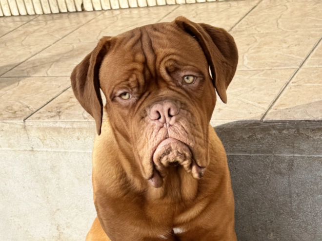 Perros Dogo de Burdeos en venta