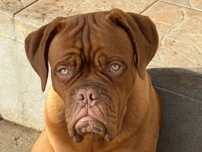 Perros Dogo de Burdeos en venta