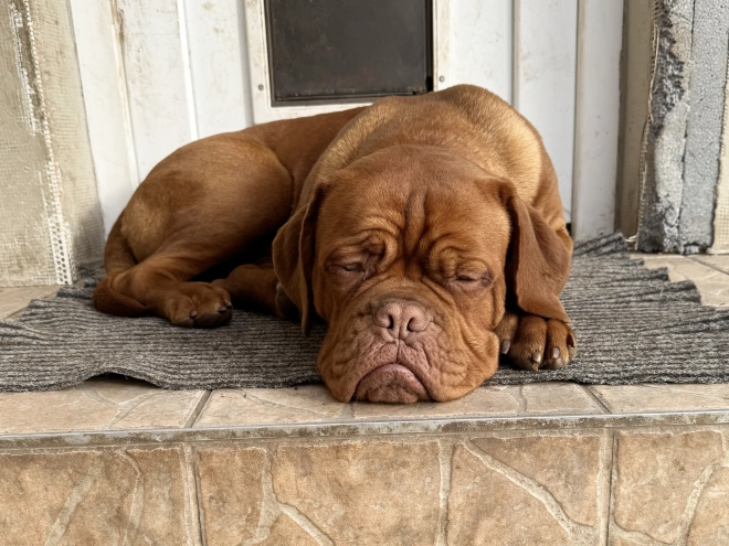 Perros Dogo de Burdeos en venta