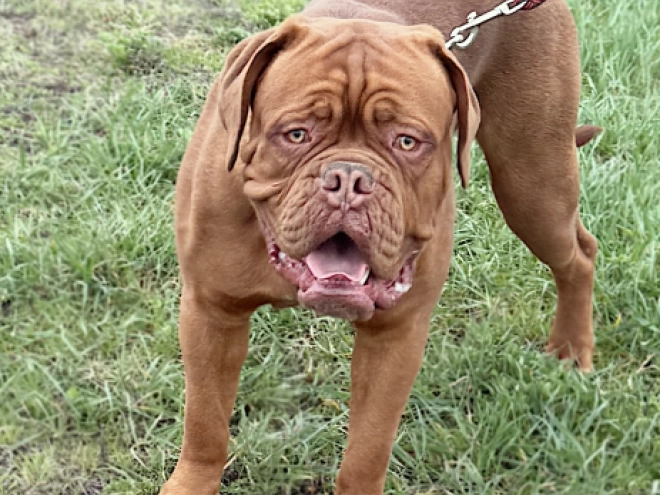 Perros Dogo de Burdeos en venta