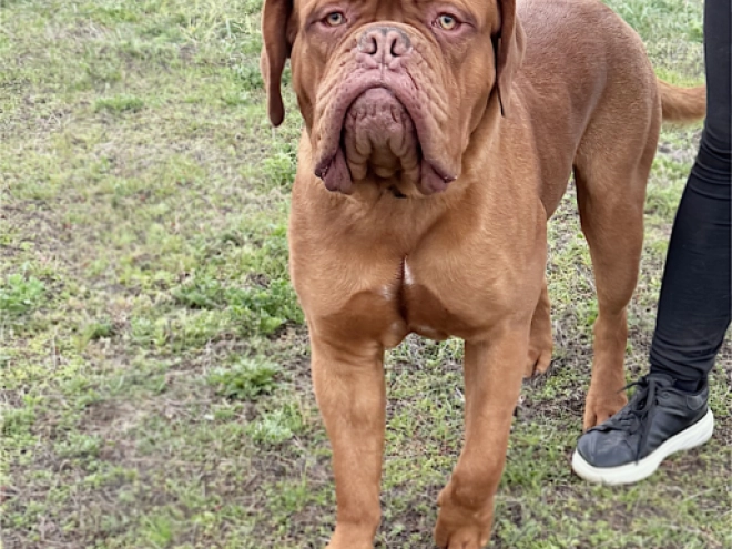 Perros Dogo de Burdeos en venta