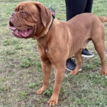 Slobber, red Dogo de Burdeos en venta