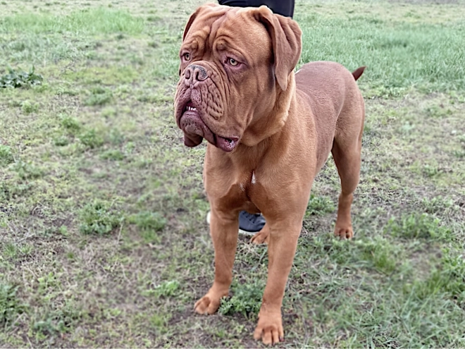 Perros Dogo de Burdeos en venta