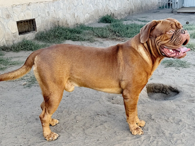 Dogue de Bordeaux puppy for sale