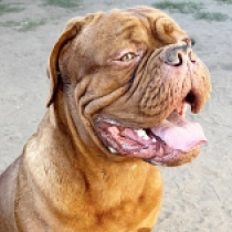 Slobber, red Dogue de Bordeaux for sale